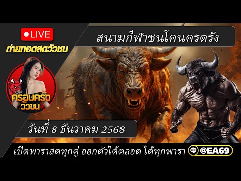 #ถ่ายทอดสดวัวชนวันนี้ #วัวชนวันนี้ สนามกีฬาชนโคนครตรัง วันที่ 8 ธ.ค 68 #วัวชนสด #ดูวัวชน