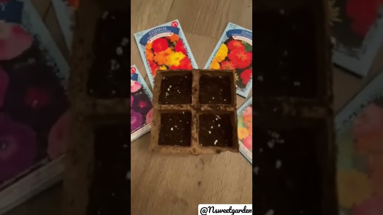 semillas del dollar tree de diferentes flores 🌹 🌸🌻🌼🌸🌺