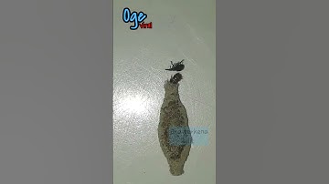 KAMITETEP Serangga Di Debu Yang Bikin Kamu Demam  ! #insects #kamitetep #funfacts #shorts