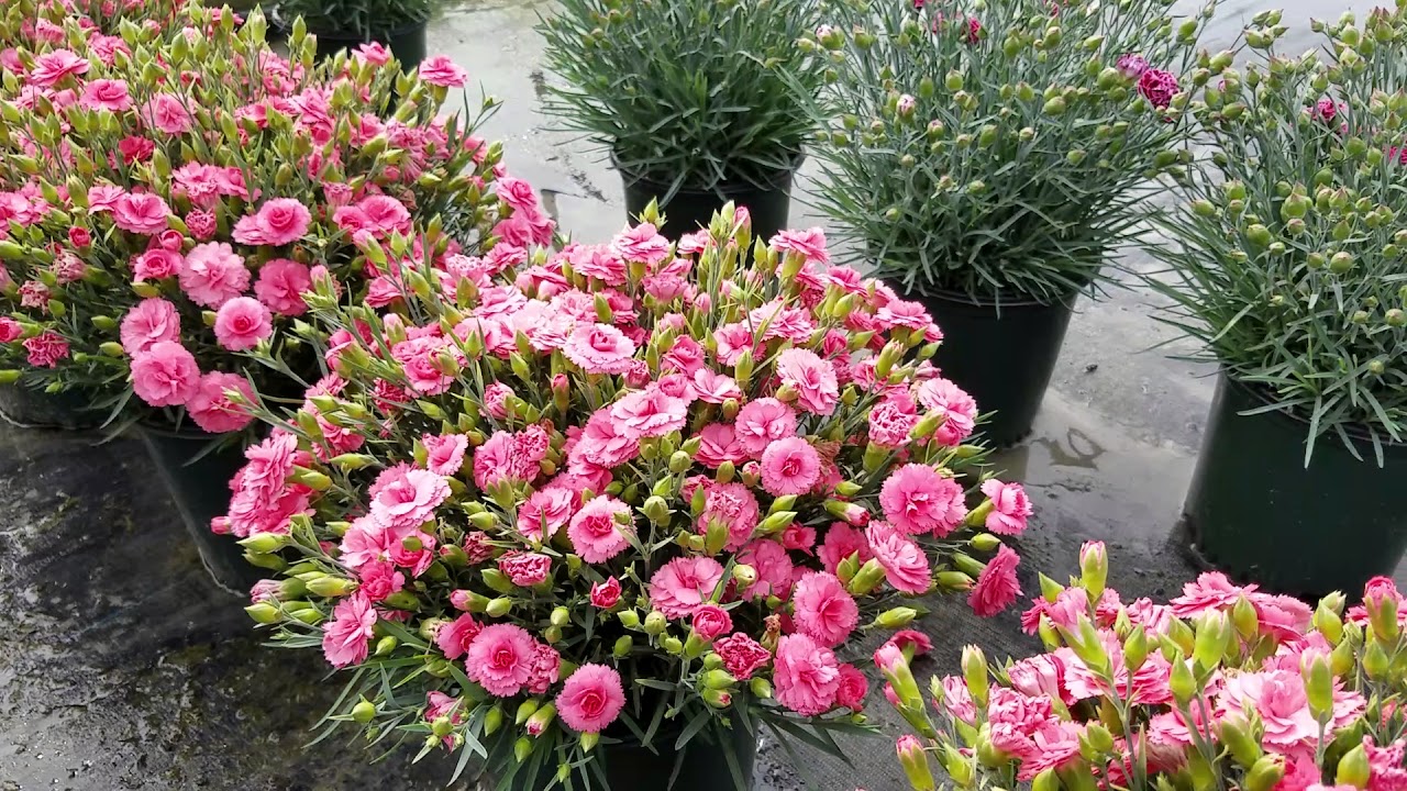 Dianthus Fruit Punch® 'Classic Coral ' (Pinks)