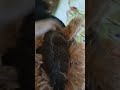 Рошавото ми куче