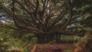 On Finding the Mother Tree with Suzanne Simard and Laura Pustarfi | CIIS Public Programs