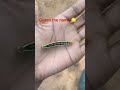 This Tiny Creature Looks Unreal 😳🌈 Guess Its Name