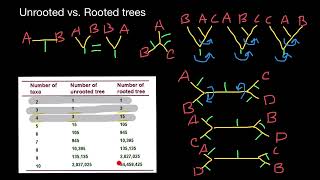 Rooted vs. Unrooted Phylogenetic trees diversity