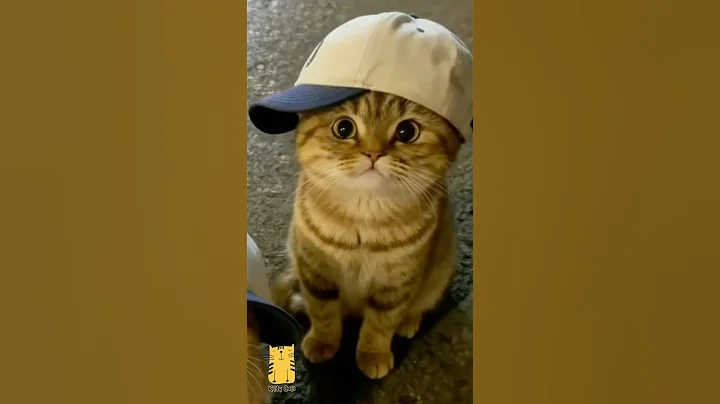 Video 11406161: funny cats kucing pet, cat cute kittens adorable, cute cats smiling