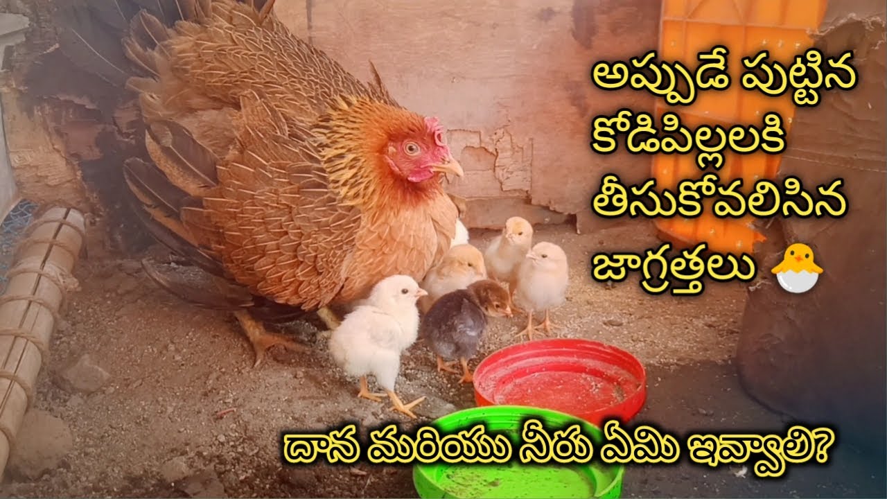 కోడిపిల్లలు పుట్టినపుడు ఎలాంటి జాగ్రత్తలు తీసుకోవాలి || New born chick care||in Telugu||#natukollu