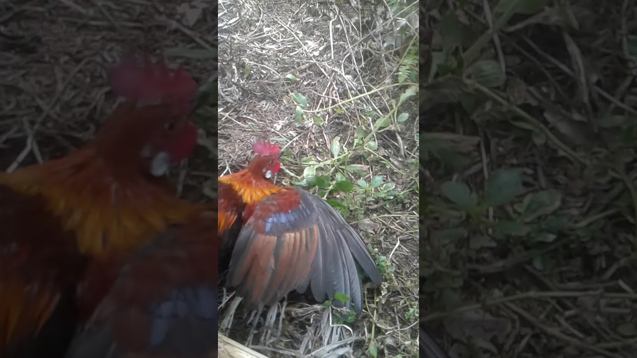Pikat ayam hutan kuansing 