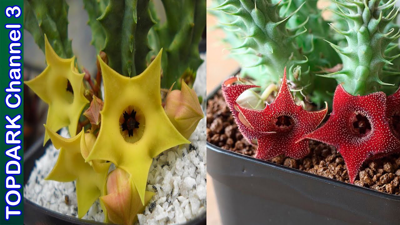 15 Huernias mas sorprendentes