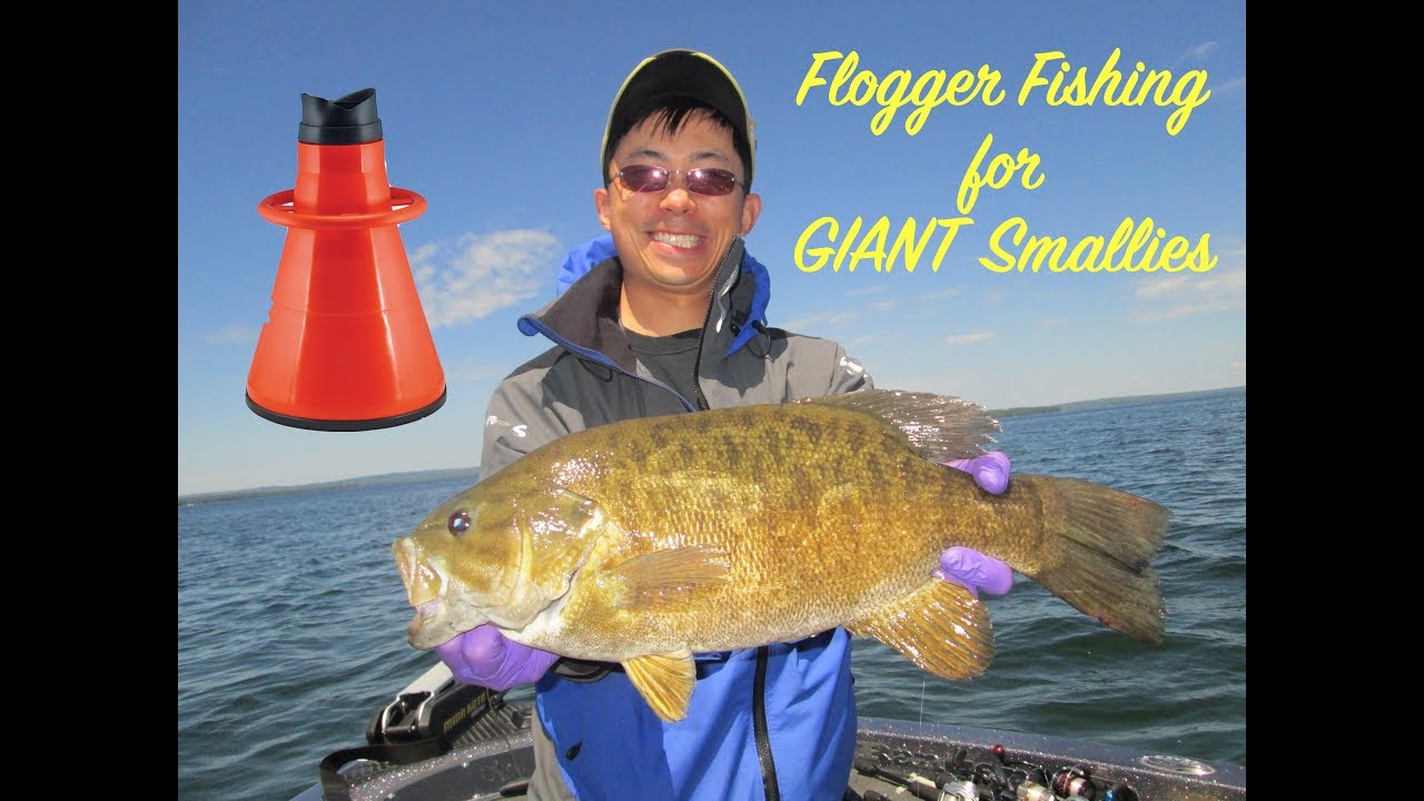 Flogger Sight Fishing for GIANT Smallmouth Day 1 