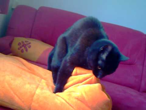 Kater Milchtritt Decke kater begattet decke ehem katze beim speziellen Kater Milchtritt Decke kater begattet decke ehem katze beim speziellen