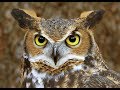 Spirit Animal ~ Owl ~Native American Music -Niall