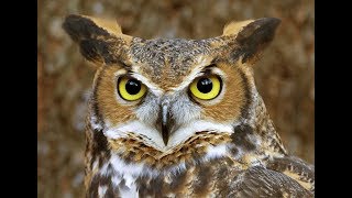 Spirit Animal ~ Owl ~Native American Music -Niall