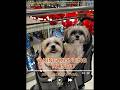 AKING MUNTING MUNDO 🐾 | Para sa Fur Babies Natin ❤️ | Senti Ni Diko Official