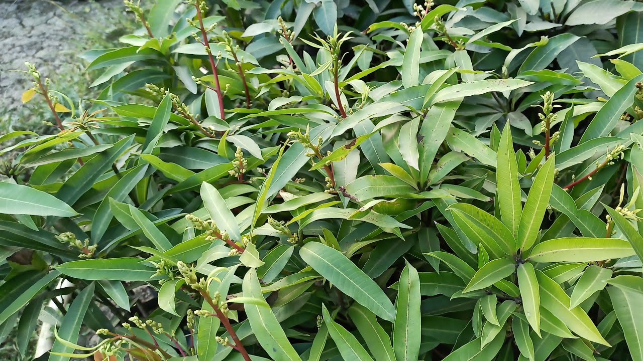 30 mango plant variety available my nursery coll☎️9153434305/7908817458 ...