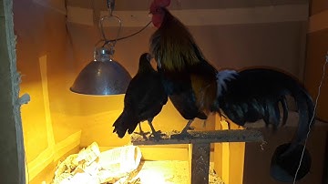 Qaib dib - lub caij ntuj no