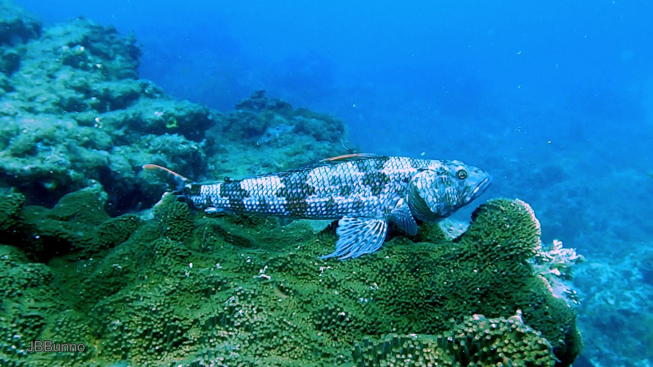 Chasing Crays on our local patch