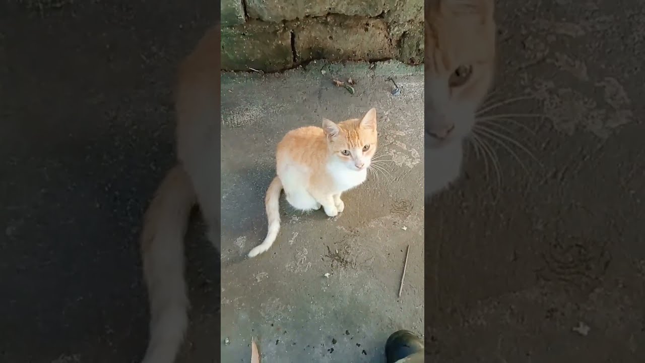 Adopted Stray Cat Waiting For Food Need To Help It Homeless Respectanimal Shorts