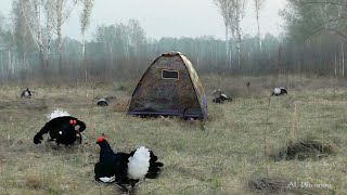 Весенняя охота на Тетерева. Spring Black Grouse Hunting