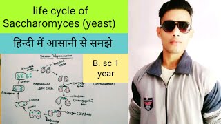 Saccharomyces (yeast) life cycle, structure.