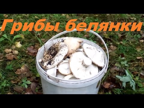 По грибы. Грибы белянки. Прогулка по лесу