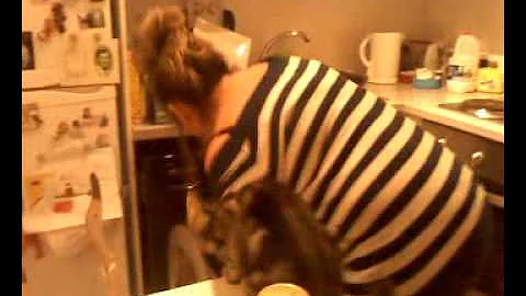 Cat jumps onto my back