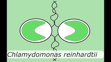 Possibly mating algae - Chlamydomonas reinhardtii