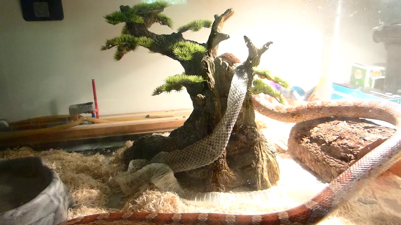 Cornsnake shedding / Serpent des blés changeant de peau
