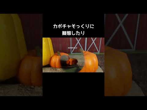 めっちゃカメレオンが話題#かくれんぼ