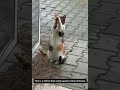 This is a kitten that really appreciates kindness.🥰🥰🥰
