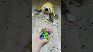 Cat 🐱 Barsik and Beads 📿 Reverse Video ASMR