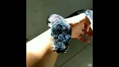 Чёрный питон, очень редкая змея!The black python is a very rare snake.🐍