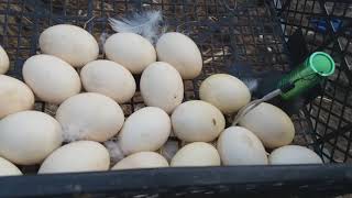 Как выглядит утенок в яйце перед выводом