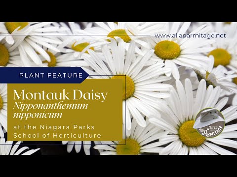 Videó: Montauk százszorszép növények: Tippek a Montauk százszorszép termesztéséhez