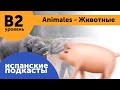 Подкасты на испанском языке ДЛЯ ПРОДОЛЖАЮЩИХ: Animales - Животные