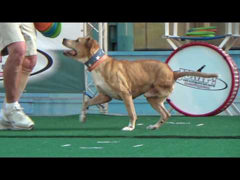 3 Legged Pit Bull Terrier Doing Amazing Dog Tricks!