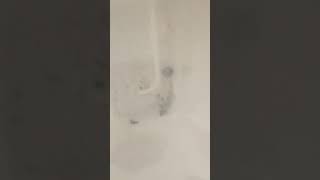 dia 2 de la crianza de dragoncin