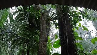 Heavy Rain on Tin Roof in Tropical Jungle: Sleep Deep &amp; Peaceful to the Soothing Sound of Rain Above