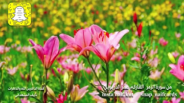 من سورة الزمر  القارىء عمر الدريويز  - قناة نايف المشهداني