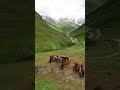 نشيد لا إله إلا الله | راحة نفسية وصوت يدخل القلب #shorts #islam #ذكر_الله #مديح_نبوي #مغرب