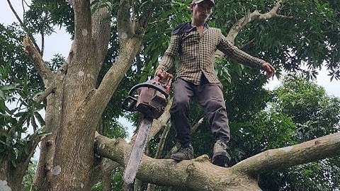 Máy  cưa  củ , Cưa  cây  xoài  to trên  núi  .Cưa  cây  kỷ  thuật  cao