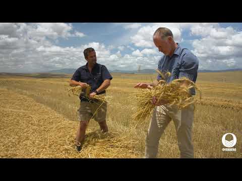 Overberg Agri - Harvest update for 2021