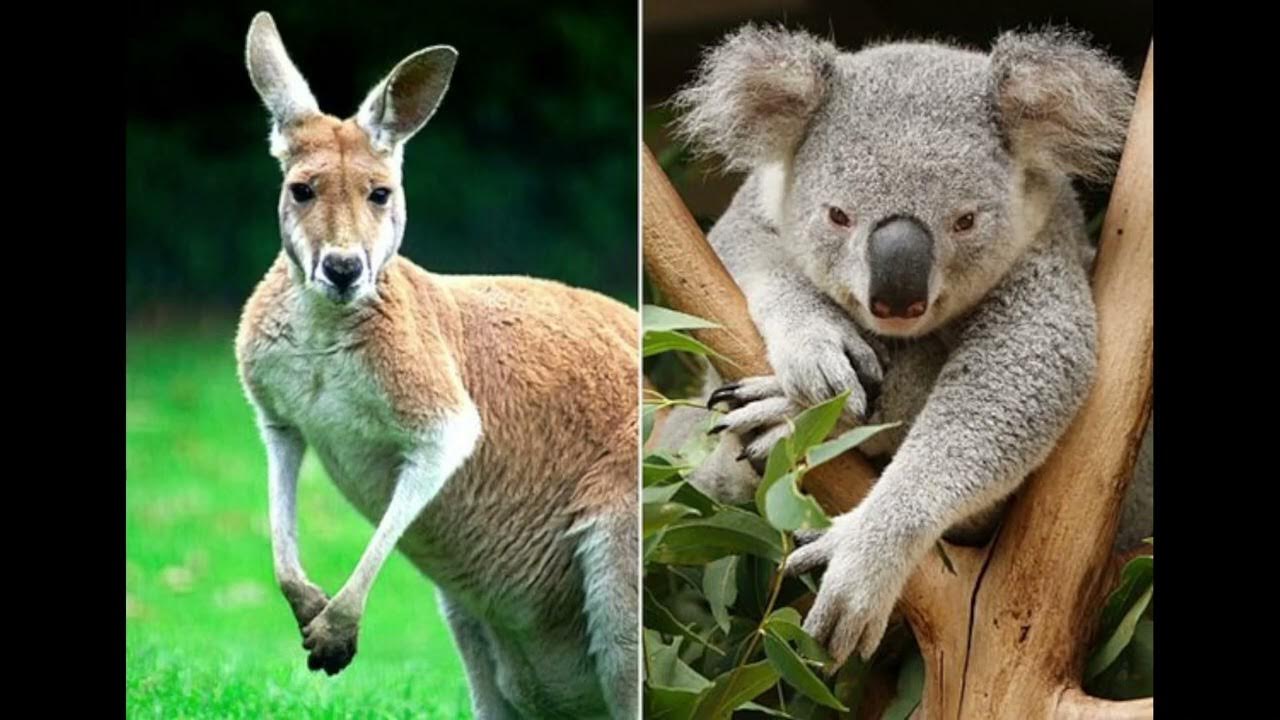 коалы заповедник каррамбин. австралийские кенгуру и коала. вомбат и кенгуру. заповедник каррамбин австралия. австралия кенгуру коала.