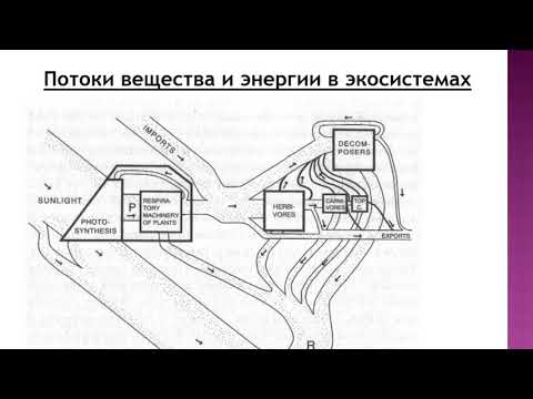 Потоки вещества и энергии в экосистемах