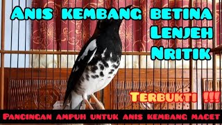 anis kembang betina lenjeh nritik, pancingan ampuh untuk anis kembang macet