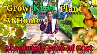 Grow Kiwi Plants at Home absolutely free of Cost. How to grow a Kiwi Plant 