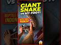 big snake! Is This The World’s Chillest Giant Python? #shorts
