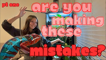 Common Mistakes New CHAMELEON Keepers Make Part One