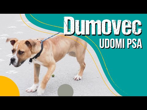 POSJET DUMOVCU: Upoznajte top pseće kandidate koji traže dom