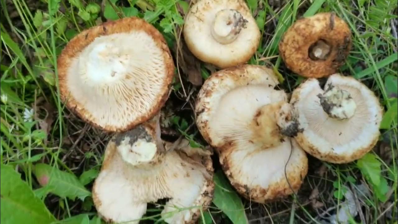 Сырые Грузди стоят в ряд)) грибник очень рад..... - YouTube