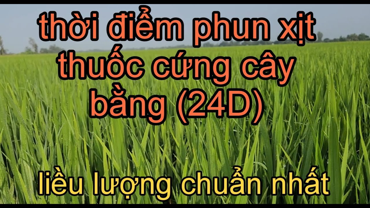 Cách sử dụng 24D cho lúa đúng cách, đúng liều lượng làm lúa cứng cây